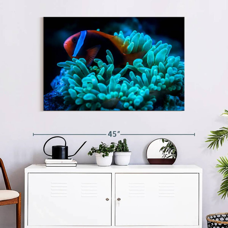 Brampt Tomato Clownfish, 34" H x 51" W