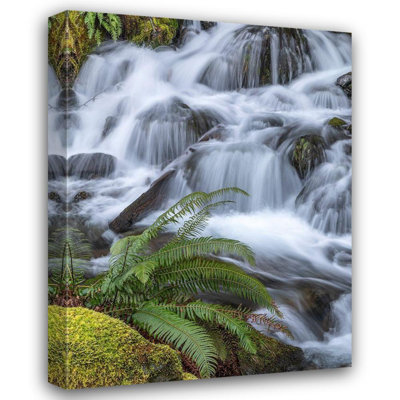 Art sur toile Jaynes Gallery: Washington State, fougère de l'épée de la forêt nationale olympique et ruisseau en cascade