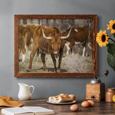 " Longhorns "