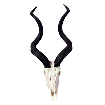 Real Kudu Skull, Medium Size