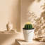 Plante grasse vivante avec cactus Live