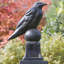 Bird Garden Statue-13917447