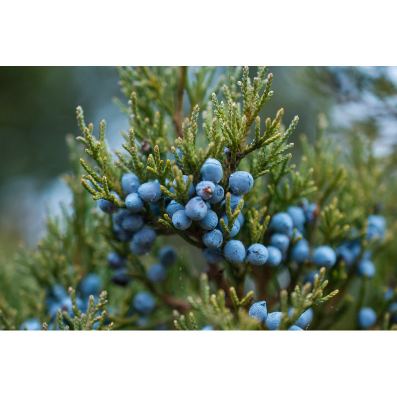Juniper by Vladimir_Pankov - Wrapped Canvas Print, 51cm H x 76cm W