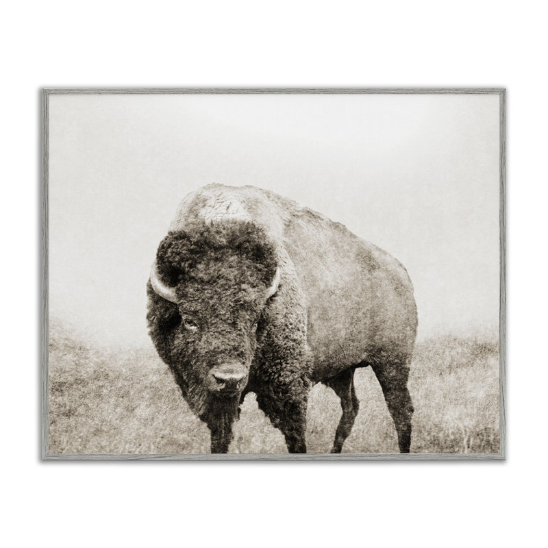 «Bison Distress Portrait», estampe numérique encadrée par Dan Meneely, H 24 po x l 30 po, Estampe numérique Farmhouse