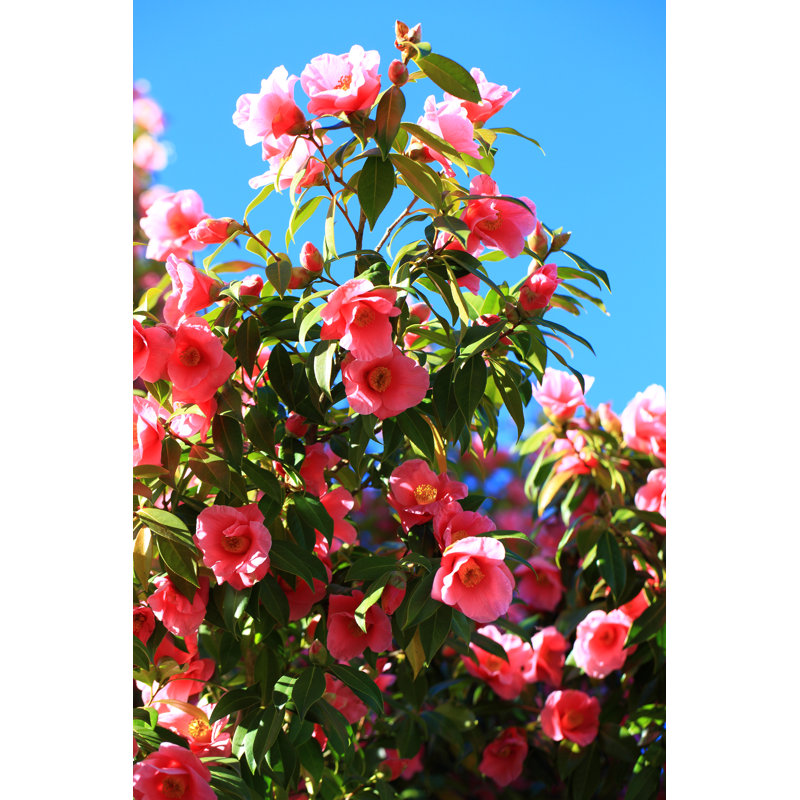 Red Camelia - Wrapped Canvas Print, 76cm H x 51cm W x 3.8cm D