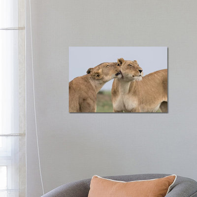 Africa, Kenya, Maasai Mara National Reserve. Lioness interaction. 1 Piece Wrapped Canvas Wall Art