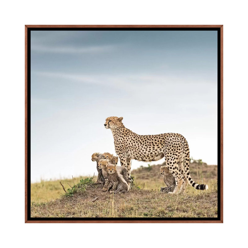 Colour Cheetah & Cubs by Klaus Tiedge - Print on Canvas, 66.04 cm H x 66.04 cm W, Classic Brown Wood Framed Canvas