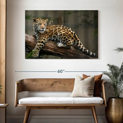 Regard de bébé jaguar Brampt