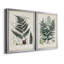 Collection de fougères VI - ensemble de 2 reproductions d'art sur toile encadrées-757566626-757566621