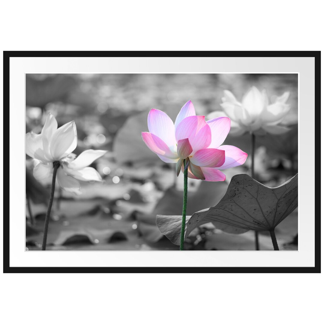 Gerahmtes Poster Asiatische Lotusblüte im Teich