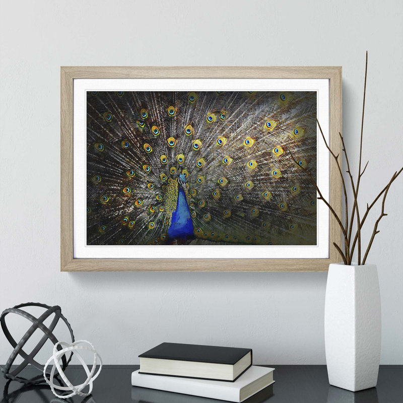 Peacock with Outstretched Feathers - Framed Print, 36cm H x 48cm W x 2cm D, Oak Framed