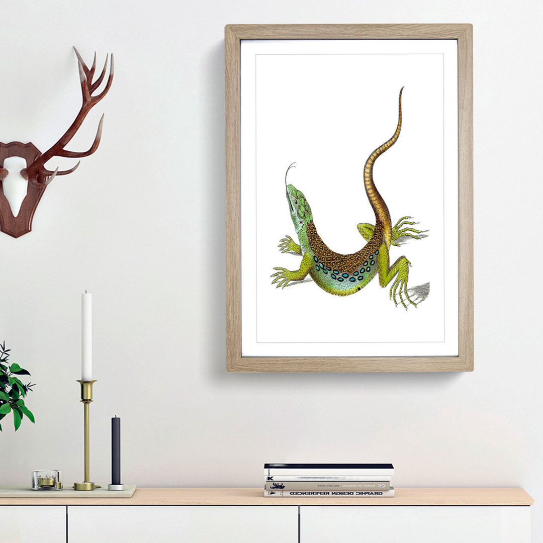 Great-Spotted Lizard by George Shaw - Framed Print
