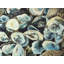 Coquille d'huître - imprimé mat bleu encadré pour la décoration intérieure