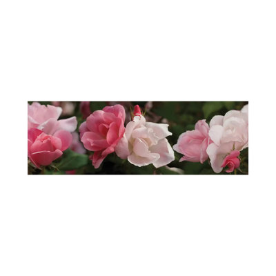 Close-Up of Pink and White Roses 1 Piece Wrapped Canvas Panoramic Wall Art