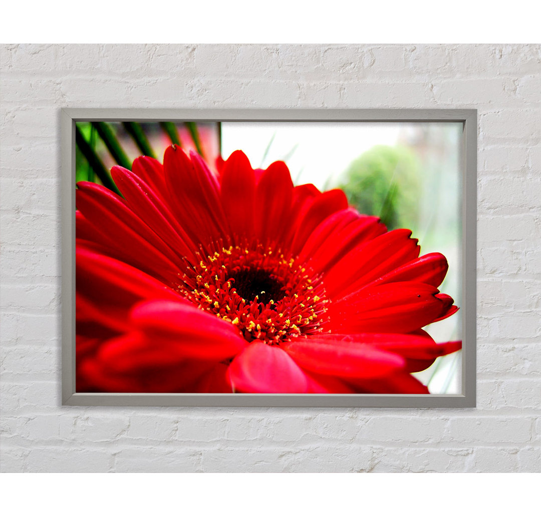 Cerise Gerbera Beauty - Einzelner Bilderrahmen Kunstdrucke auf Leinwand