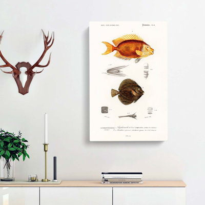 Fish Illustrations PL.11 by Charles D Orbigny - Wrapped Canvas