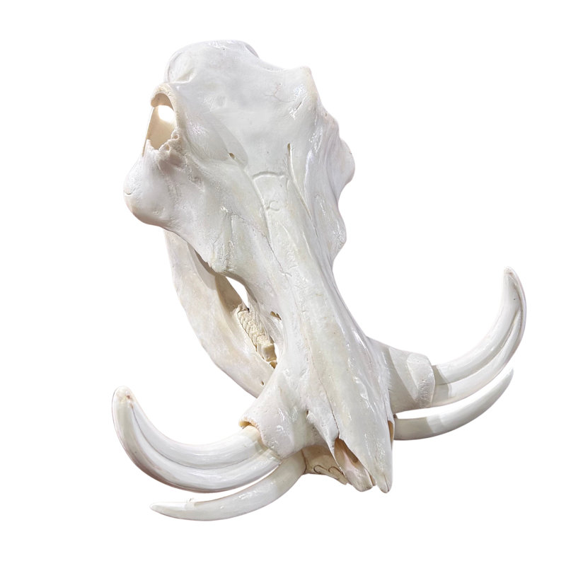 Satnosh Real Warthog Skull - Real Animal Skull (Polished)