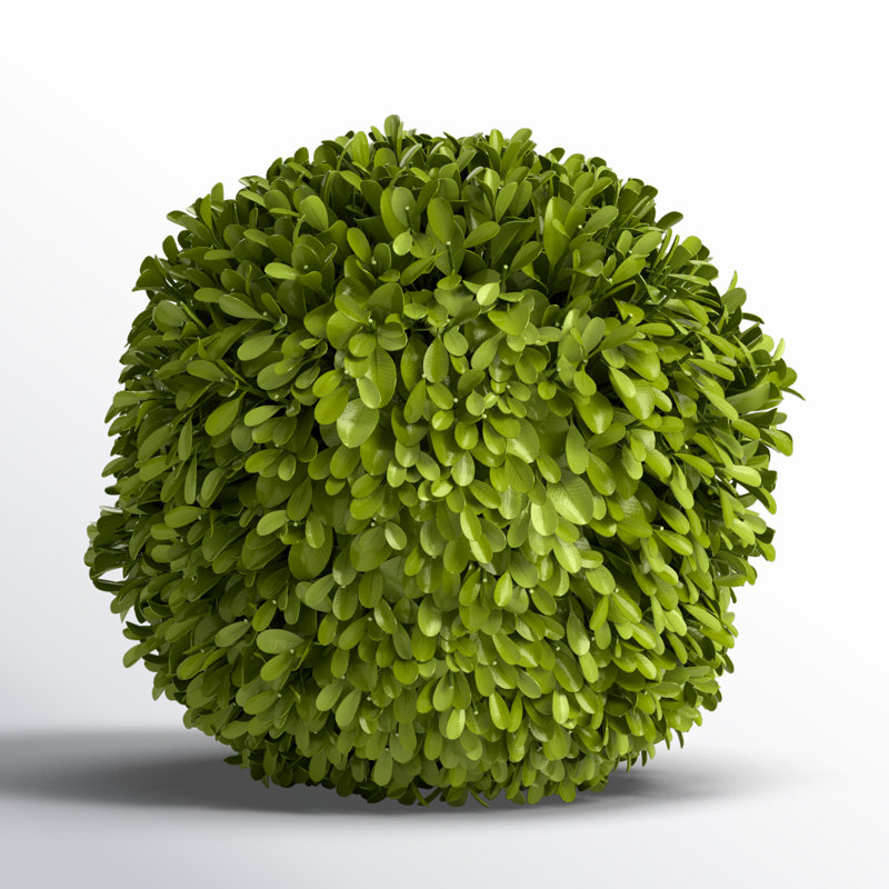 Preserved Greens Topiary, Hedge Plant in, 8" H x 8" W x 8" D