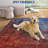 Washable Kitchen Rugs, 2x6 Red Blue Hallway Runner Soft Low Pile Stain Resistant Laundry Entryway Mat Indoor Modern Throw Carpet for Laundry Bathroom Bedside-1330394189-1330394186
