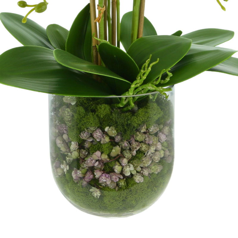 Phalaenopsis Floral Arrangement