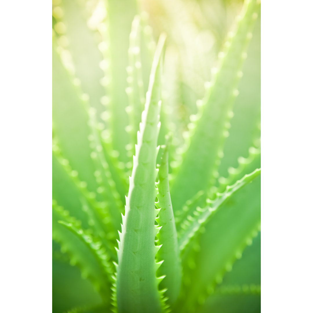 Nahaufnahme der Aloe Blätter mit Sonnenstrahl von Pawel.gaul - Leinwanddruck ohne Rahmen