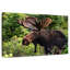 Orignal Brampt Wild Bull-107875342