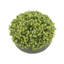 Sedum Arrangement in Fiberstone Pot-736966110