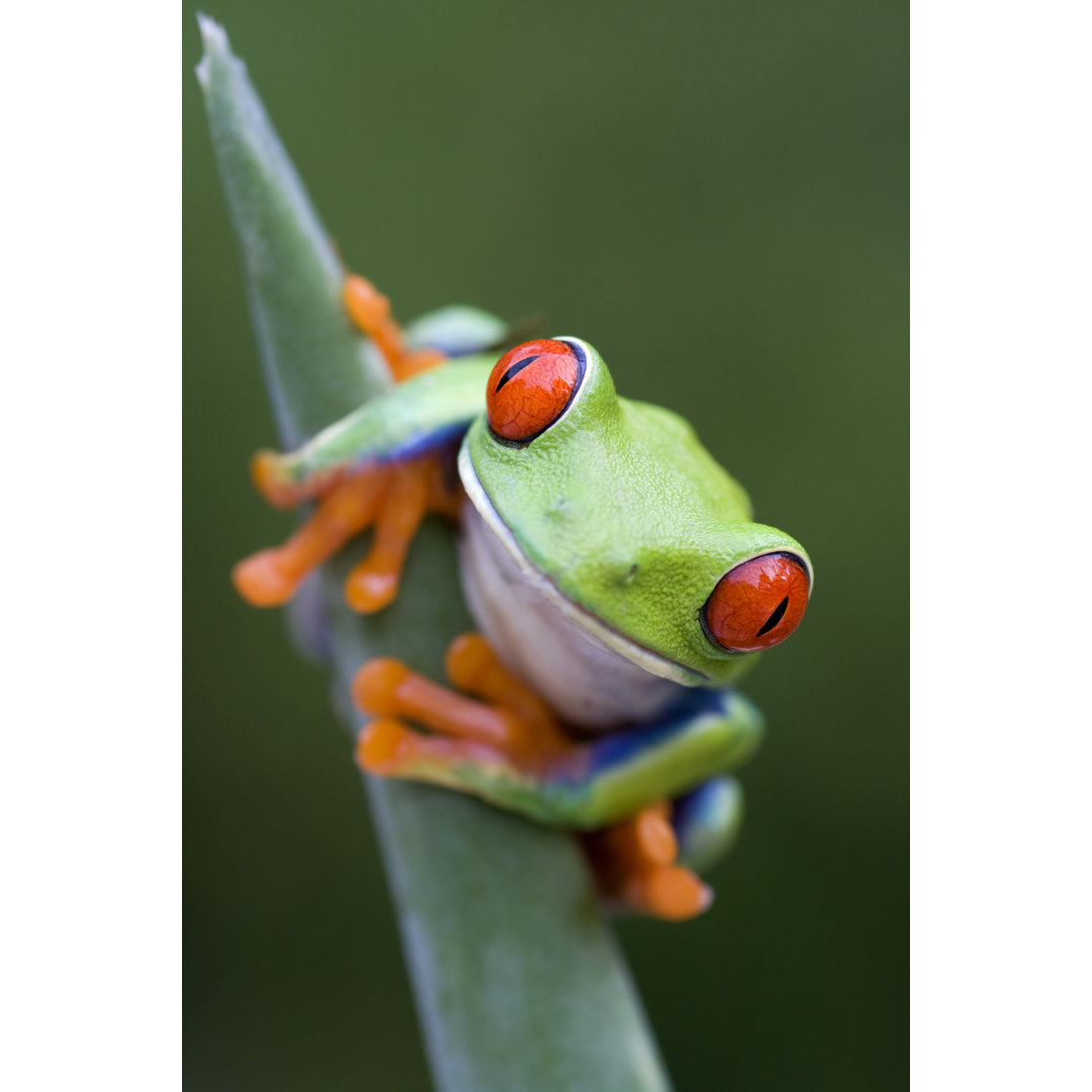 Laubfrosch von Mark Kostich - Leinwandbild