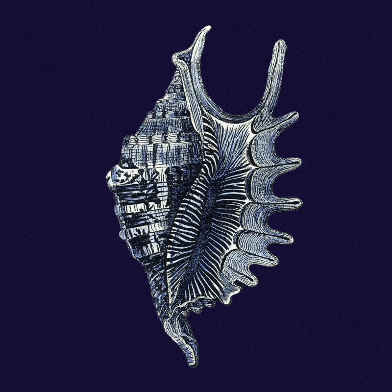 Y SE PAPER Indigo Shells VI, H 12 po x l 12 po x P 1,25 po