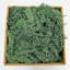 Renne préservée vert mousse-1093632982