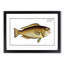 Green Parrot-Fish by M.E. Bloch - Picture Frame Painting Print-55609073-55609074