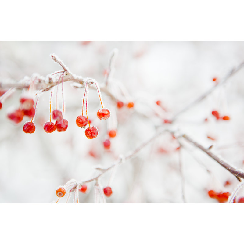 Frosty Rime - Wrapped Canvas Print, 20cm H x 30cm W x 3.8cm D