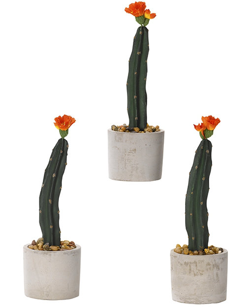 Dakota Fields Mini Column Cactus Floor Plant in Planter - Wayfair Canada