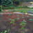Bowermaster Metal Weather Resistant Plant Support-27157352-27157358