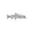 Rainbow Trout Fish Wall Décor