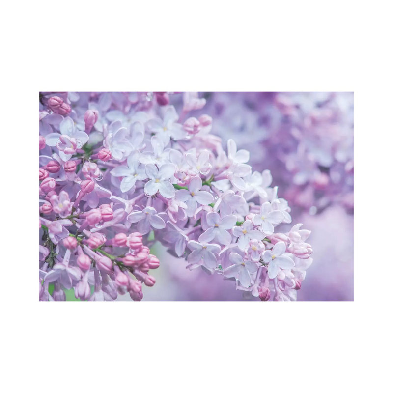 USA, Washington State, Seattle. Kubota Garden, Lilac Close Up by Rob Tilley - Print on Canvas, Wrapped Canvas