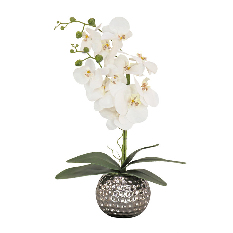 Fleur d'orchidée en pot, Blanc