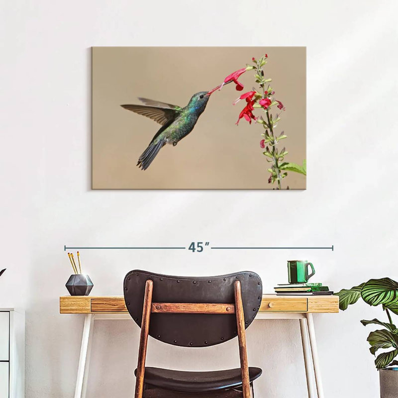 Broad-Billed Hummingbird Drinking Nectar, 24" H x 36" W