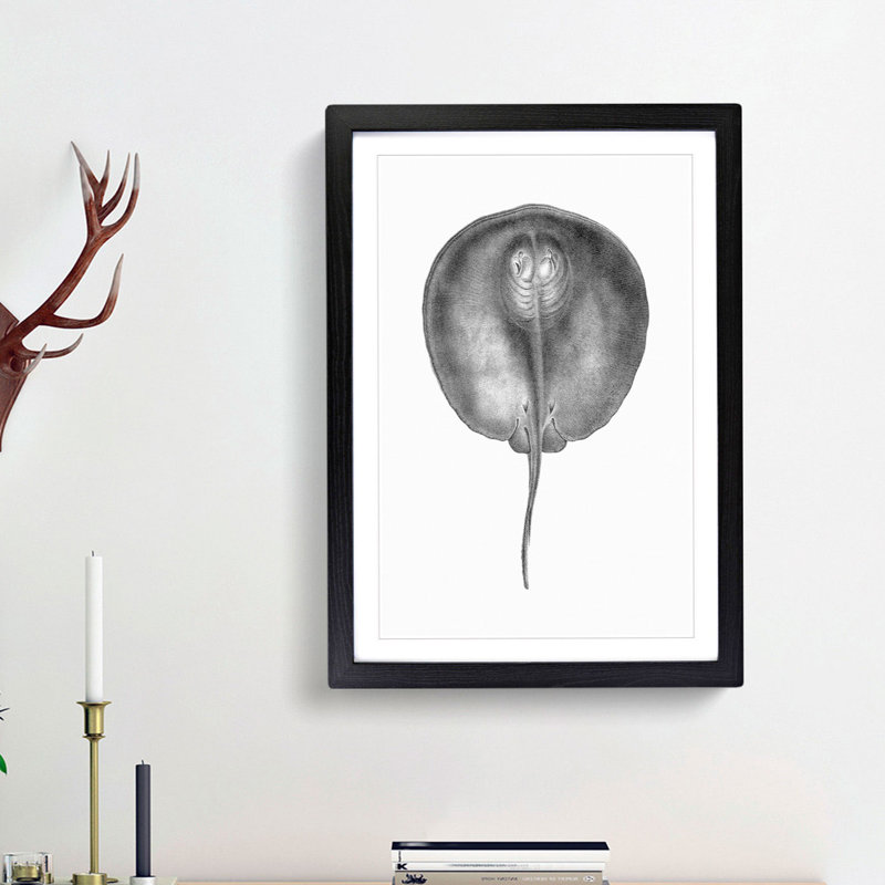 Stingray Illustration - Framed Print, 65cm H x 48cm W x 2cm D, Black Framed