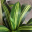 Arbre Dracaena de 8 pi Adcock-122512140
