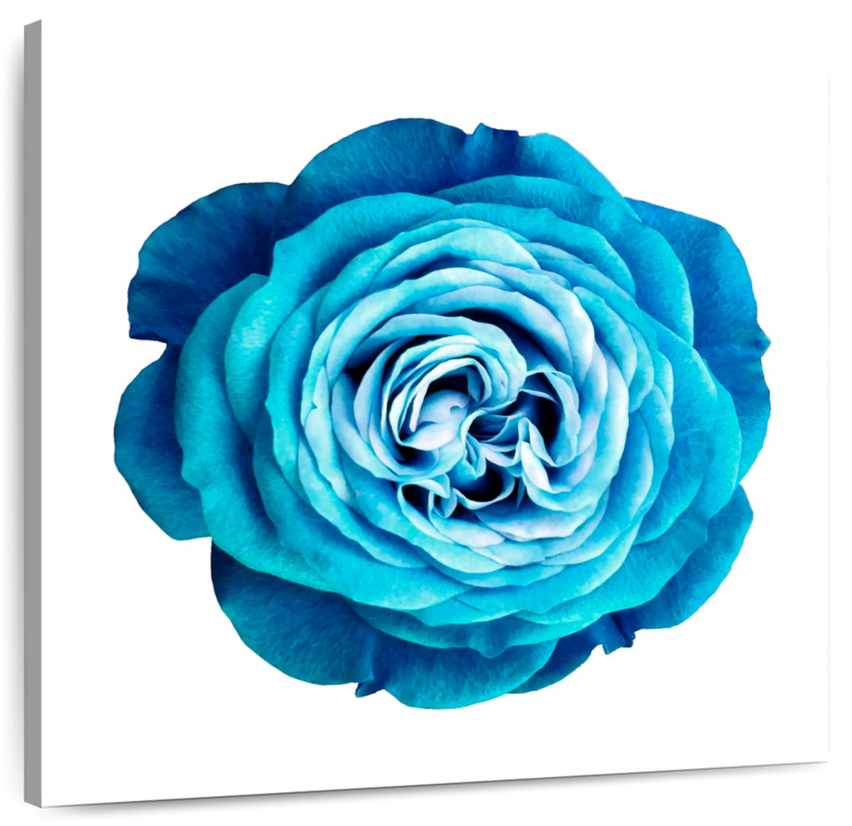 Lark Manor™ Gradient Blue Rose | Wayfair