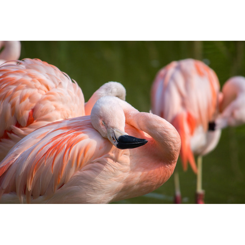 Frethi Flamingos - Wrapped Canvas Print, 20cm H x 30cm W x 3.8cm D