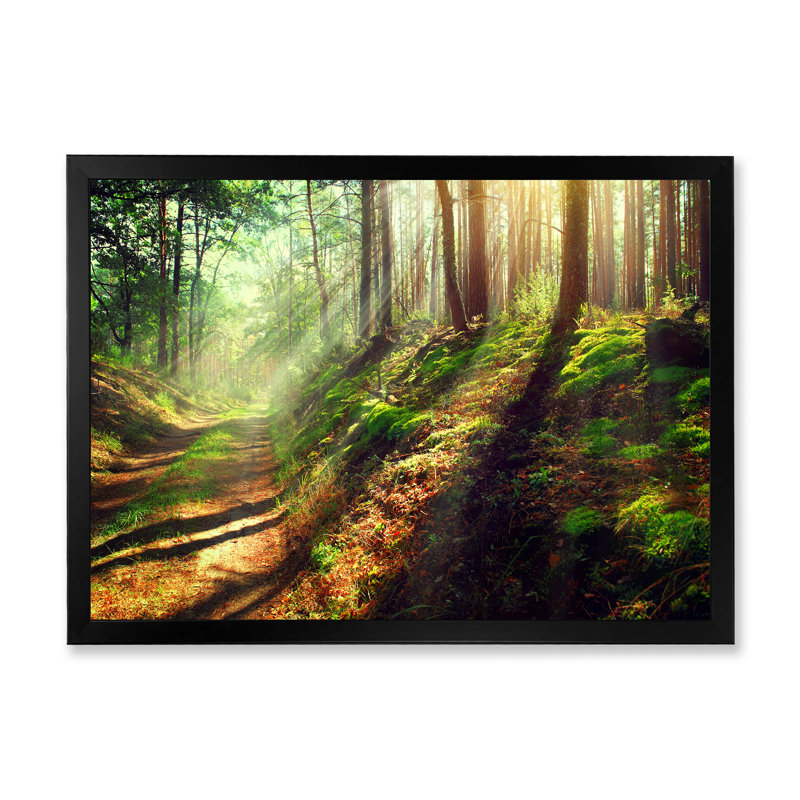 Sun Rays In Misty Old Forest IV - Art sur toile traditionnel, H 34 po x l 44 po x P 1,5 po, Cadre photo noir