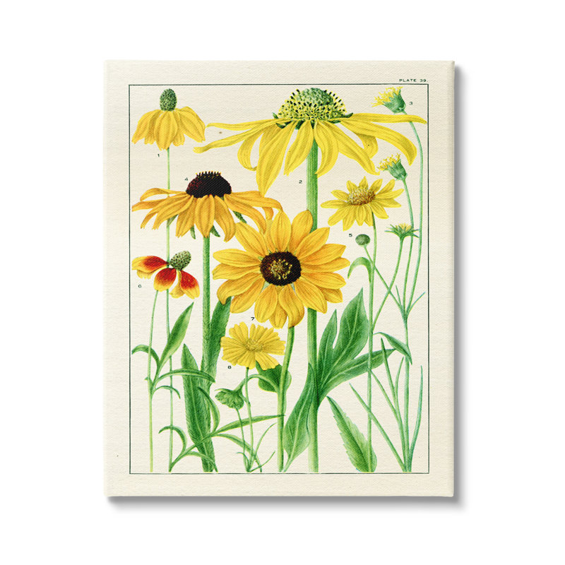 August Grove Vintage Yellow Daisies Framed Floater Canvas Wall Art Design By Piddix, H 40 po x l 30 po x P 1,5 po