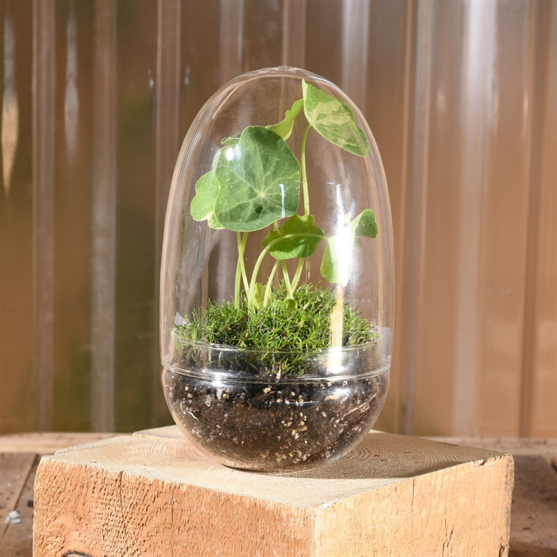Terrarium en verre, H 6,7 po x l 3,5 po x P 3,5 po