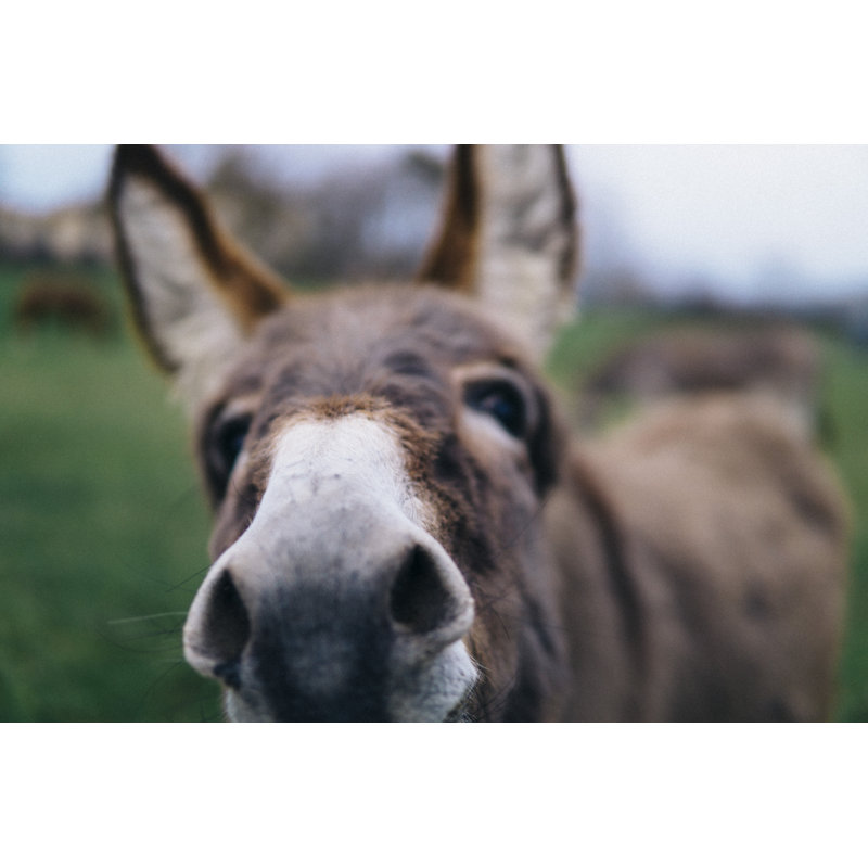 Close Up Of Cute Donkey - Wrapped Canvas Print, 30cm H x 46cm W x 3.8cm D