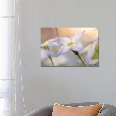 Delicate by Martin Podt - Wrapped Canvas Print
