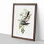 Australian Cuckoos by Elizabeth Gould - Framed Print-55456998-55457001