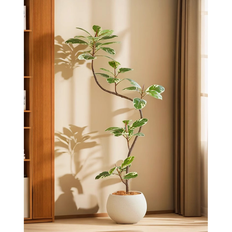 Décoration de salon simulacre d'hévéa vert, H 78,74 po x l 14,17 po x P 14,17 po