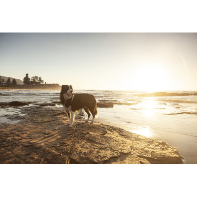 Border collie appréciant